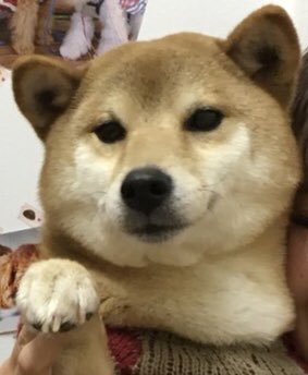 【運命の赤い糸見～つけた💓柴犬のヒメちゃん💕】2020,2,15